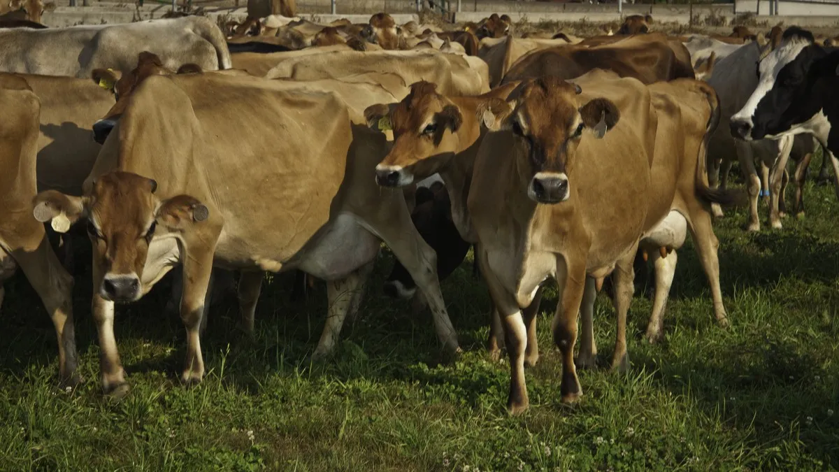 A2 milk dairy cow genetics and breeding transition strategy
