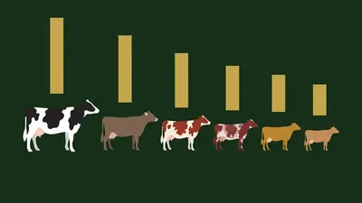 What is Somatic Cell Count (SCC)? Complete Dairy Guide
