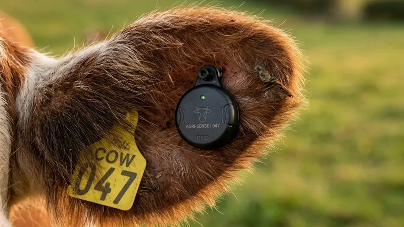 Electronic ear sensor tag on dairy cow for real-time health and fertility monitoring