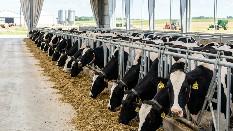 Holstein dairy cows eating perfectly mixed ration at a clean feed bunk