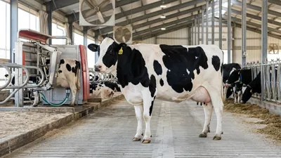 Holstein Milk Production: Daily Yield, 305-Day Totals & Benchmarks (2026)