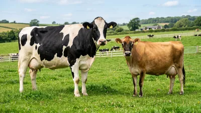 Holstein vs Jersey: Which Cow is More Profitable? (2026)