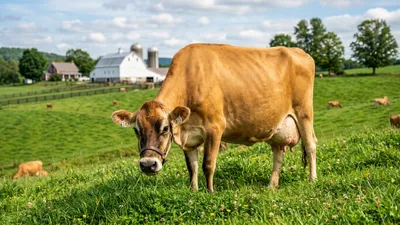 Jersey Cow Milk Production Guide (2026): Yield, Fat, & Profitability