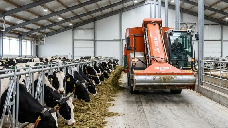 Large TMR mixer wagon dispensing silage and grain into a concrete feed bunk for Holstein cows